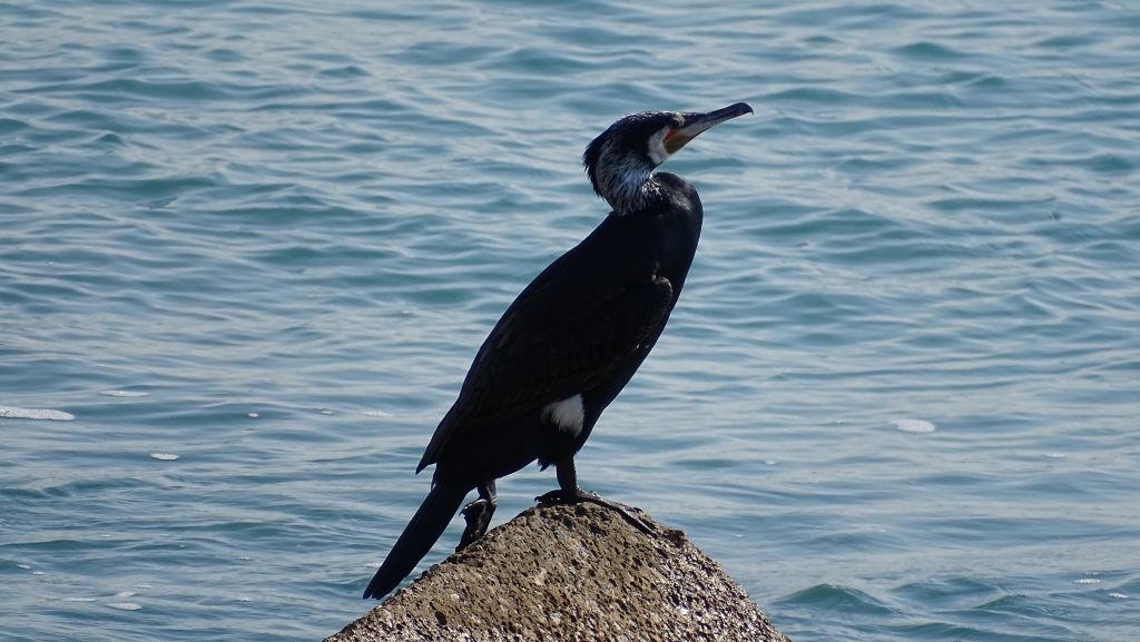 cormorano